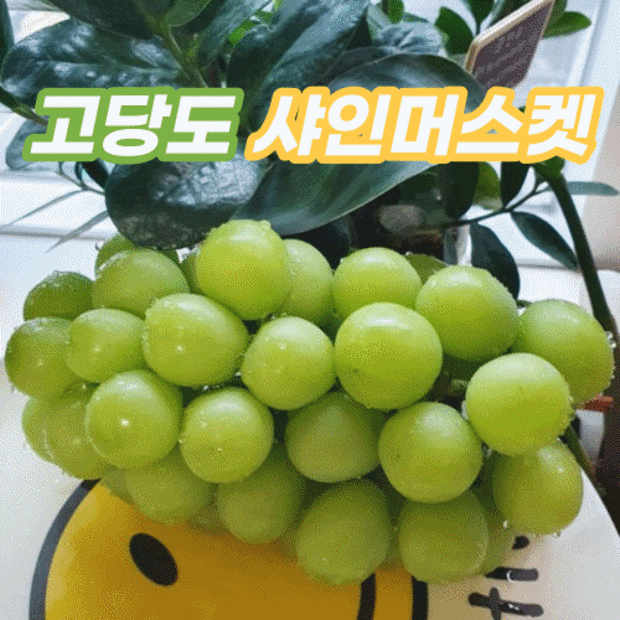 🥭 놓치면 후회! 9월 하순 망고포도🥭 솔직 후기 & 꿀팁 대방출!